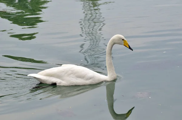 Cisne salvaje en el lago — Foto de Stock