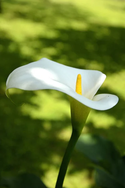 Flor blanca de la cala en primavera —  Fotos de Stock