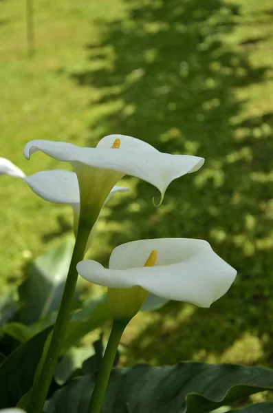 Květina Bílá Calla Jaře — Stock fotografie
