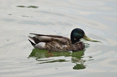 Dağ gölü yeşilbaş