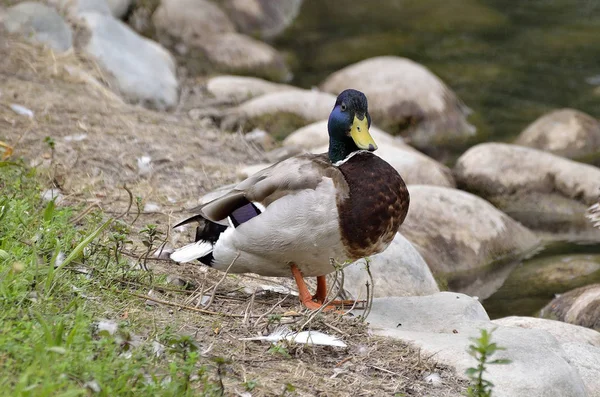 高山湖绿头野鸭 — 图库照片