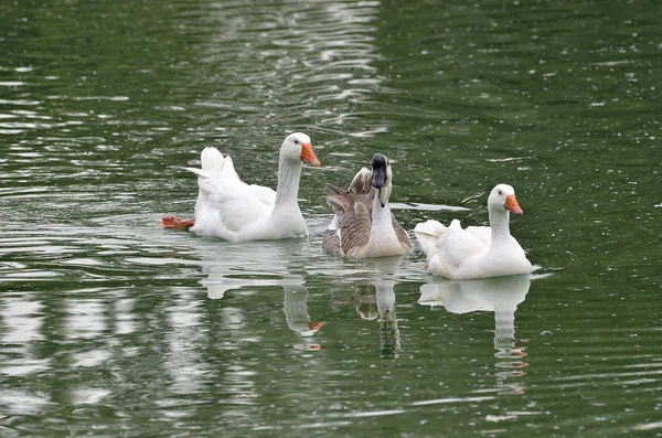 Grupo de cisnes nadando en el lago — Foto de Stock