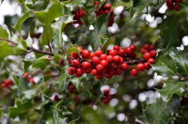 holly ile kırmızı meyveler Şubesi