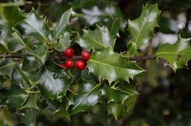 holly ile kırmızı meyveler Şubesi