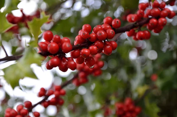 Branche Houx Aux Baies Rouges — Photo