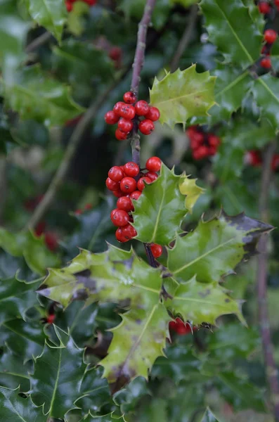 Branche de houx aux baies rouges — Photo