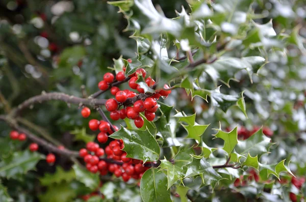 Branche Houx Aux Baies Rouges — Photo