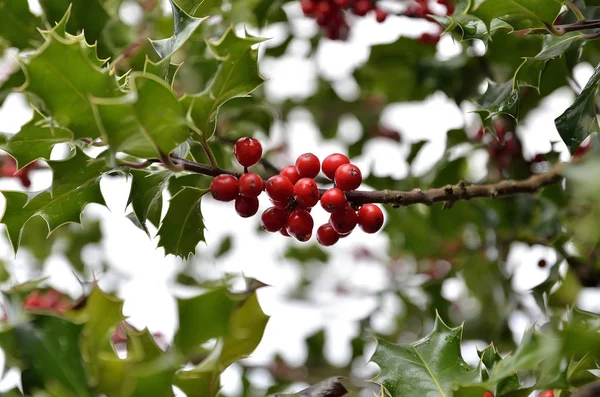 Branch of holly with red berries — Stock Photo, Image