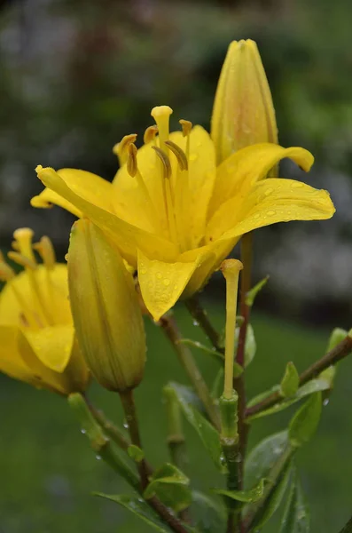 Explosion of spring yellow lilies — Stock Photo, Image