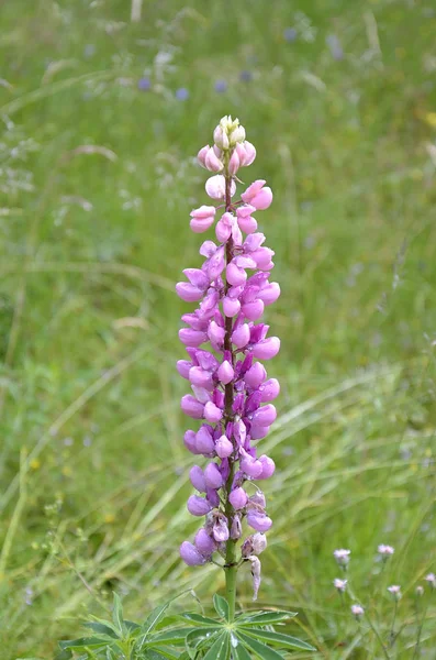 Blossoming wild lupine mountain field — Stock Photo, Image