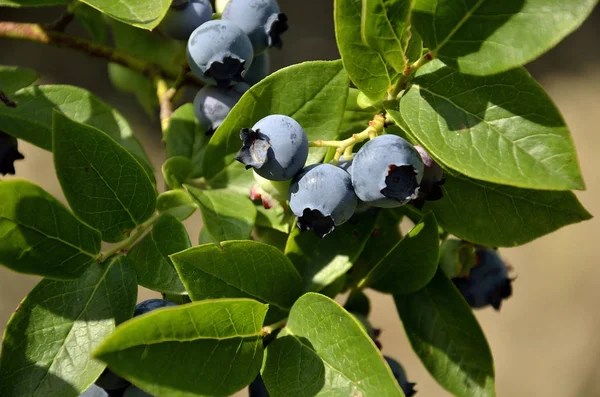 Myrtilles géantes en plein soleil — Photo