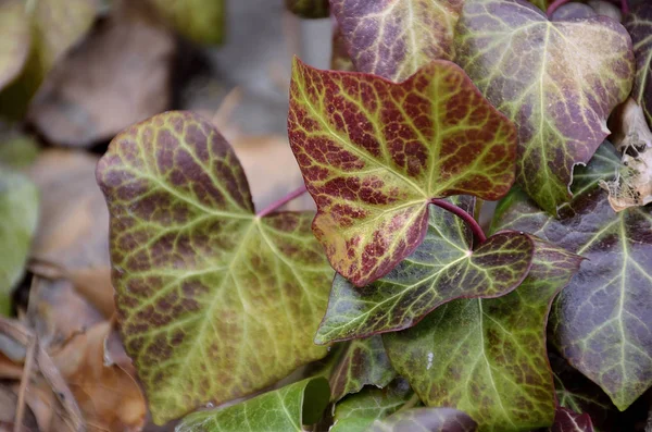 Étendue de feuilles de lierre — Photo