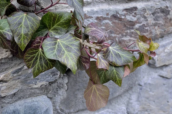 Vidsträckta murgröna blad — Stockfoto