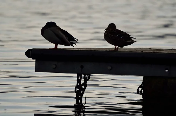 Silueta de patos en el muelle del lago — Foto de Stock