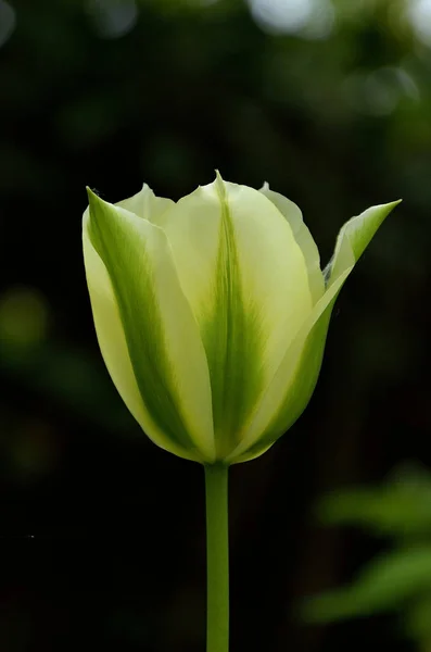 Tulipán blanco con rayas verdes — Foto de Stock