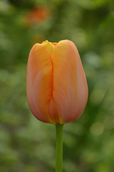 Tulipán gradiente amarillo anaranjado — Foto de Stock