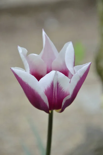 Tulipano viola ombreggiato bianco — Foto Stock