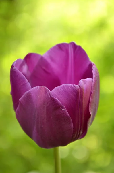 Tulipán púrpura sobre fondo verde — Foto de Stock