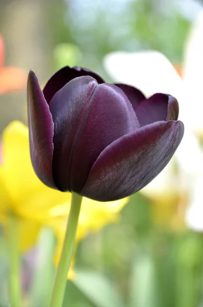 Tulipán negro púrpura sobre fondo amarillo verde — Foto de Stock