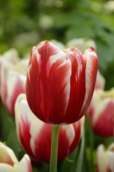 Tulipán rojo con rayas blancas — Foto de Stock