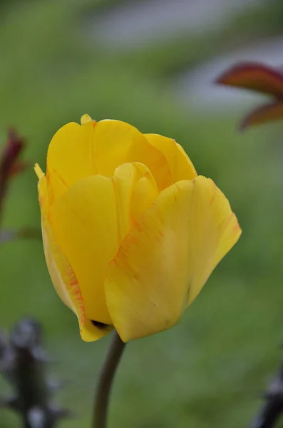 Tulipán amarillo solar con rayas rojas claras — Foto de Stock