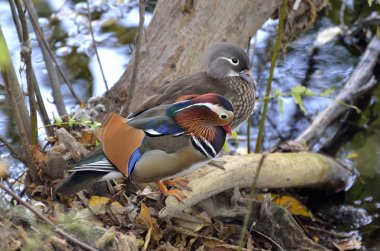 Erkek ve dişi mandarin ördeği