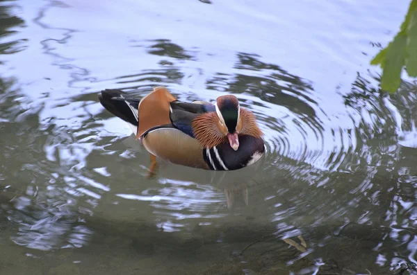Pato mandarim macho nos ramos junto ao rio — Fotografia de Stock