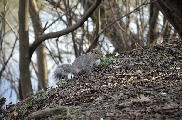 Gray squirrel in the park — Stock Photo, Image