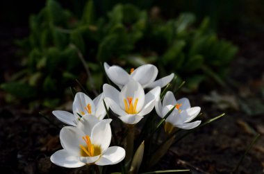 Beyaz bahar crocus önümüzdeki