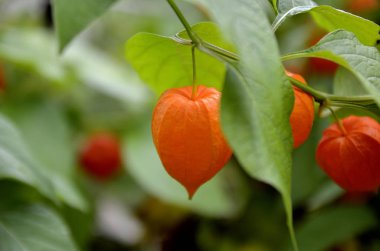 yeşil yaprakları arasında turuncu Çince fenerler