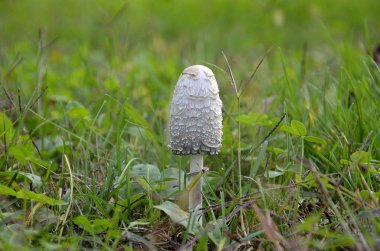 yeşil çayır olarak mantar davul sopa