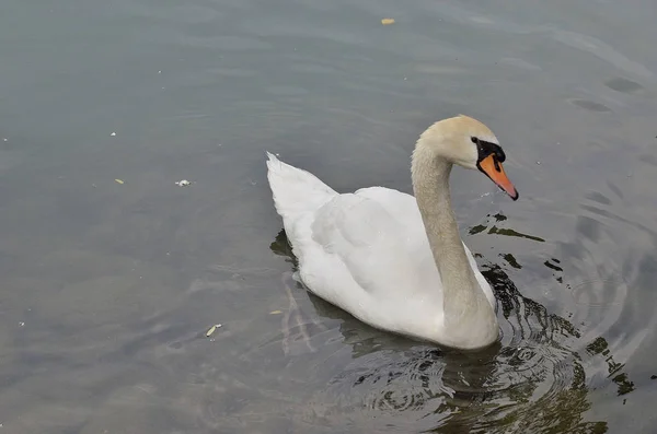 Mute swan swimming in the lake — Stock Photo, Image