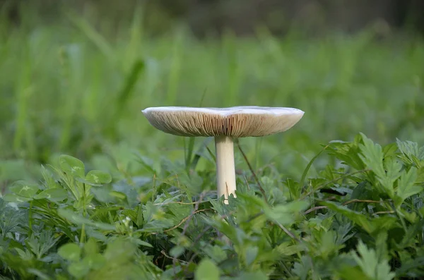 yeşil çayır olarak mantar davul sopa