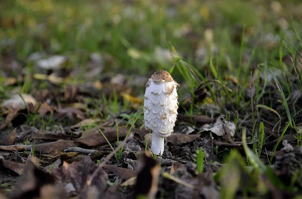 Pilz trommelt auf der grünen Wiese — Stockfoto