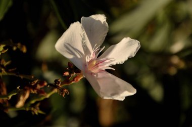 Bahar önümüzdeki beyaz zakkum