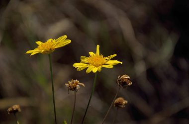 Altın sarı papatya çiçekler