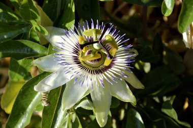 Tutku çiçek bitki tutku meyve