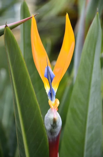 Rostlina bird of paradise — Stock fotografie