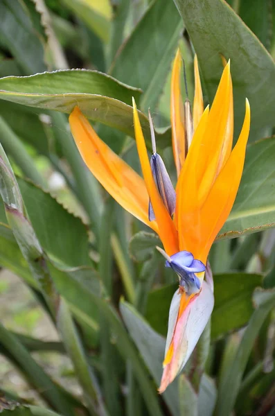 Rostlina bird of paradise — Stock fotografie