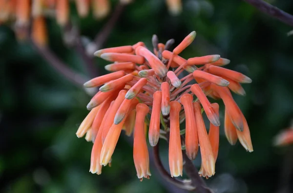 Orange Lachenalia růže na jaře — Stock fotografie