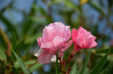 Zakkum yaz çiçek gül çiçek