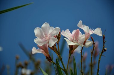 Beyaz Zakkum çiçeği yaz çiçek