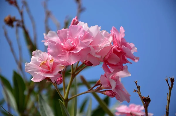 Flor de rosa de adelfa en flor de verano — Foto de Stock