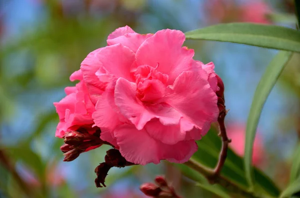 Flor de adelfa roja en flor de verano — Foto de Stock