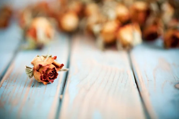 아름 다운 말린된 장미 — 스톡 사진