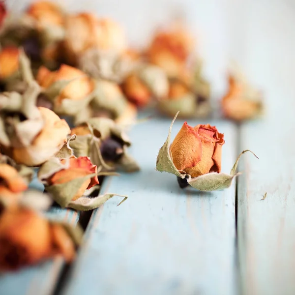 Beautiful dried roses — Stock Photo, Image