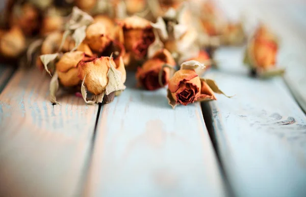 Belas rosas secas — Fotografia de Stock