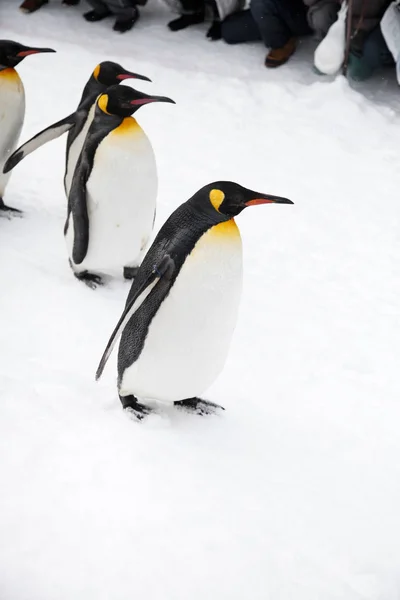 Pingüinos caminando en el zoológico — Foto de Stock