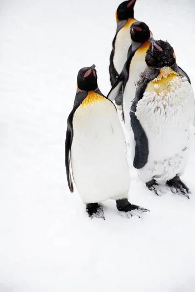 Pinguins andando no zoológico — Fotografia de Stock