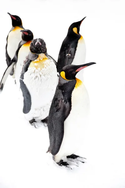 Пінгвіни ходити в зоопарку — стокове фото